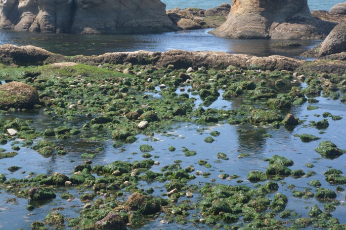 tide pools in front of The Three Graces